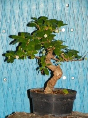 imported art shaped fukien tea pre bonsai tree time left