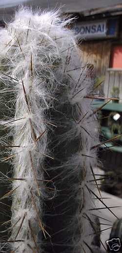 woolly torch cactus pilosocereus palmeri 10 seeds from australia time 
