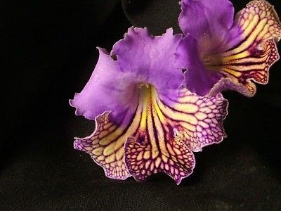 Newly listed Streptocarpus Neils Minnehaha (New)