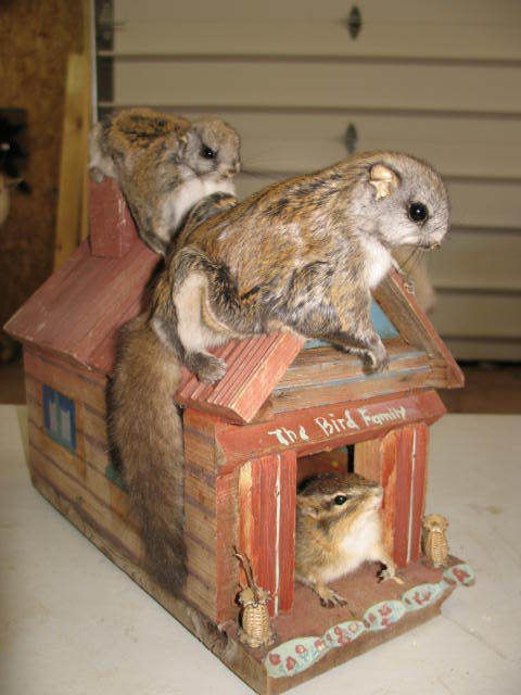 Two Flying Squirrels And One Chipmunk Fox Grey Pine Taxidermy