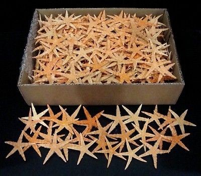 bestshells bulk 350 pcs flat starfish 3 4 80 100