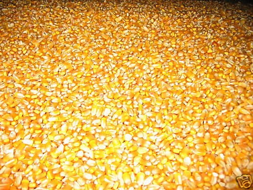 13 lbs,Dried Shelled Corn turkey,deer,bird,pet wildlife feed pet food 