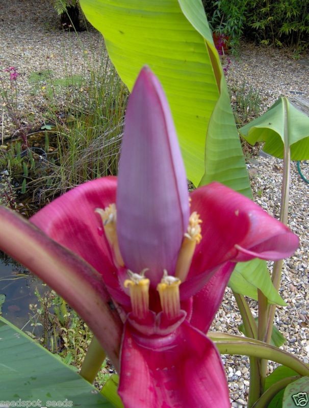 pink dwarf velvet banana hardy musa velutina seeds  2 33 