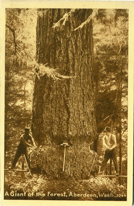 Nice image of Loggers felling a large tree using hand saw. Aberdeen 