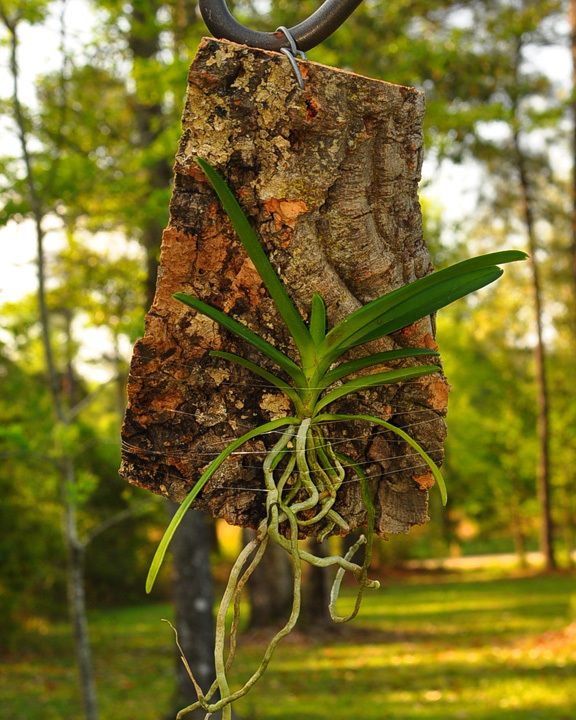 Mounted Orchid   new Ascocenda / Vanda denissoniana hybrid. FRAGRANT 