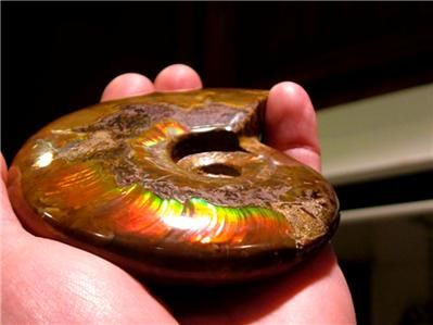 red green a+ iridescent ammolite ammonite fossil