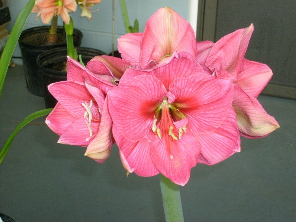 Amaryllis Bulb Hercules hippeastrum flower lily bloomer plant