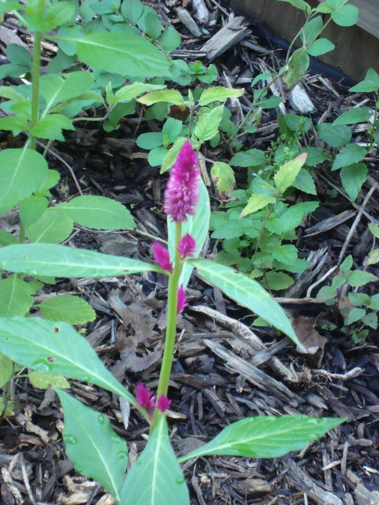 Select Any 3 Seeds Amaranth Evening Primrose Catnip Etc