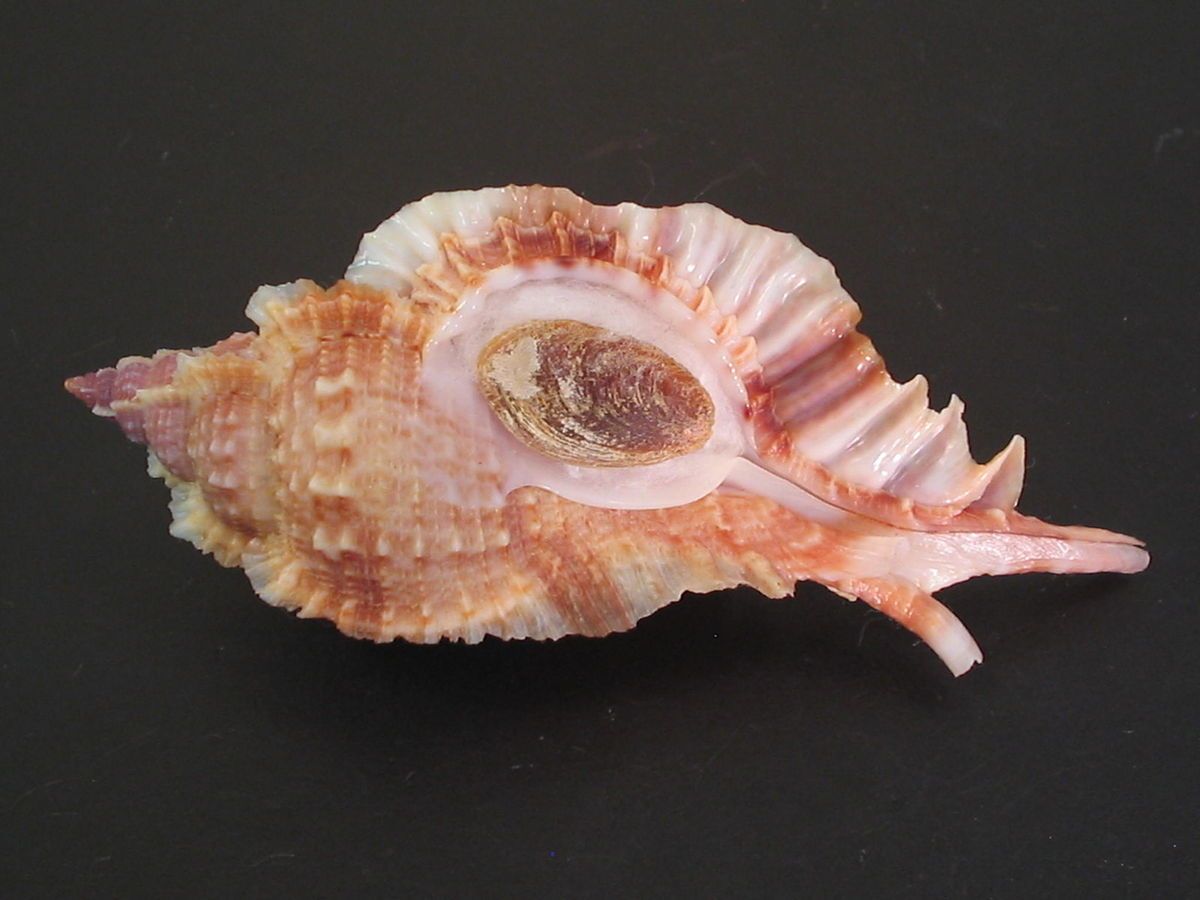 Incredible Deep H2O Naquetia Barclayi Annandale 82mm Seashell