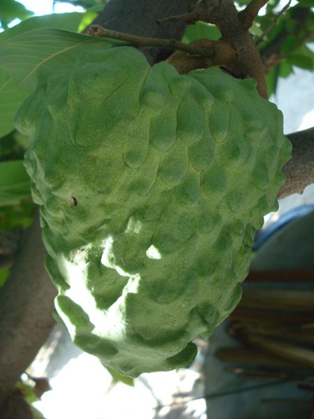   cherimoya (Annona cherimola) with sugar apple (Annona squamosa