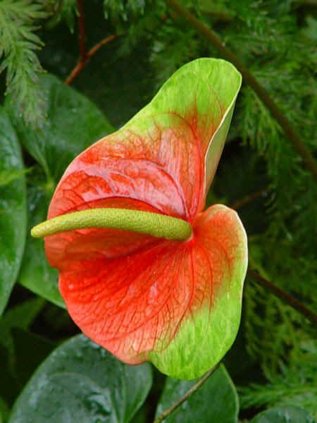 an indoor foliage plant for a remarkable period of time