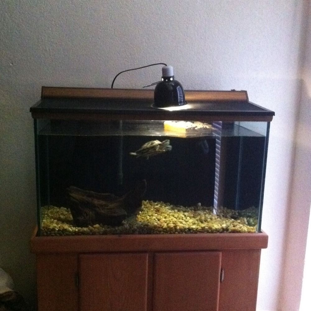 55 Gallon Aquarium w Wood Stand Local P U or Delivery