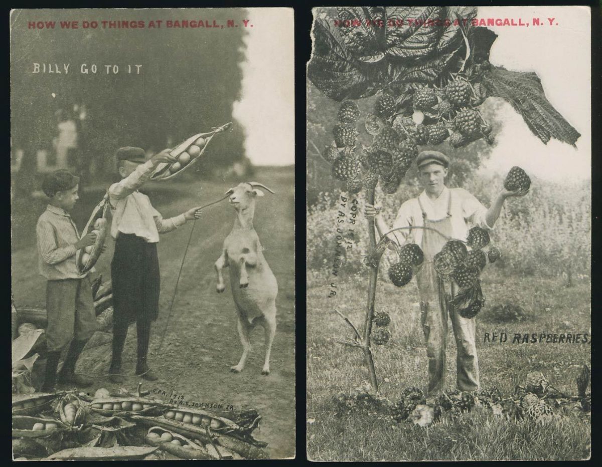 Bangall NY 2 Rare Stanley A S Johnson Exaggeration postcards c1912 Lot 