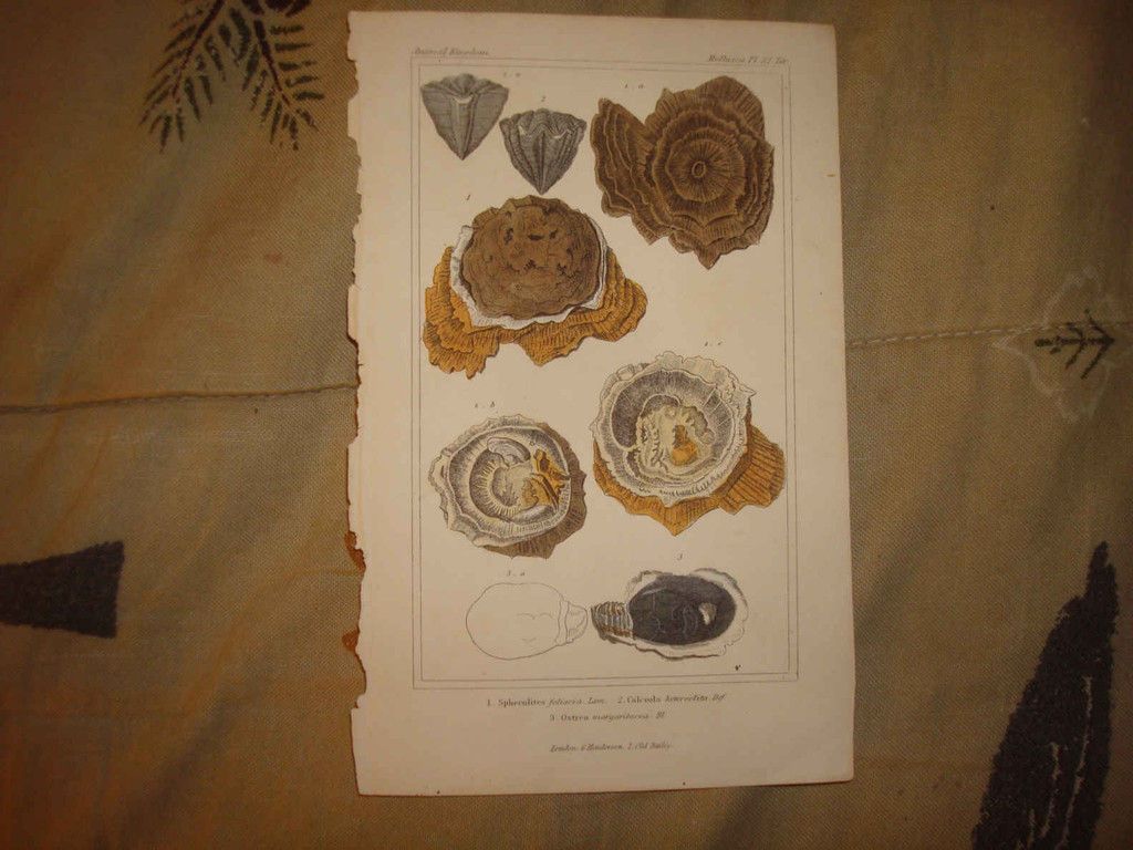 1800 antique fossil coral natural history science print time left