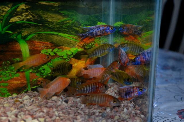 Tropical Fish African Cichlids Show Quality Peacocks 4 Strains 12 Fish 