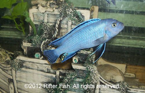 African Cichlids * Socolofi, cobalt blue or Electric Yellows