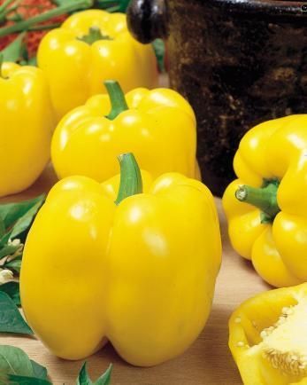 Golden Calwonder Sweet Bell Pepper Open Pollinated Vegetable 75 Seeds 