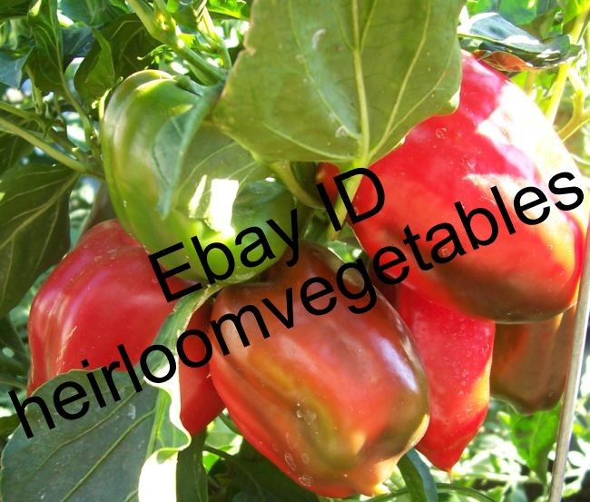 30 Big Red Sweet Bell pepper seeds. BIG YEILDS HEIRLOOM. ***SAME DAY 