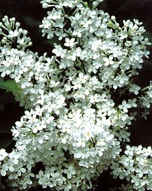 betsy_ross_lilac