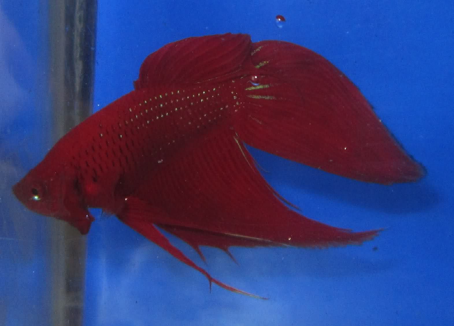 male betta fighting fish for freshwater aquarium