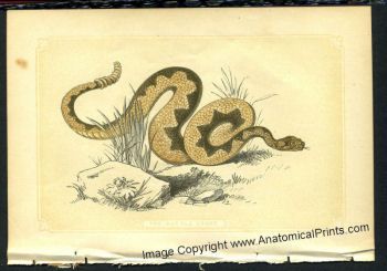   Snakes Lizards and Frog Prints Bicknells Natural History 1851