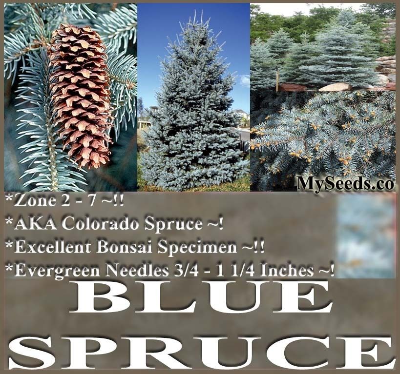   Specimen Colorado Blue Spruce Picea Pungens glauca Tree Seeds
