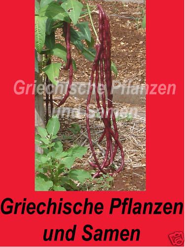 Bohne Red Noodle Superlange 50 cm Lange Rote Bohnen