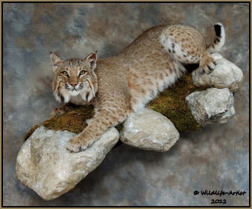 Bobcat Taxidermy New Mount Fur Hunting Cabin Lynx Fox Coyote by 