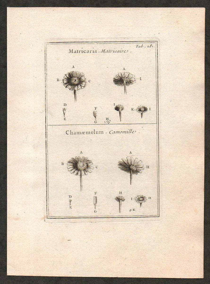 1700 Antique Botanical Print of Mayweed Chamomile