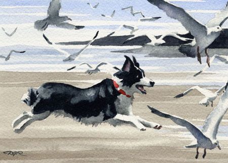 Border Collie Painting Dog Art ACEO Print Signed DJR