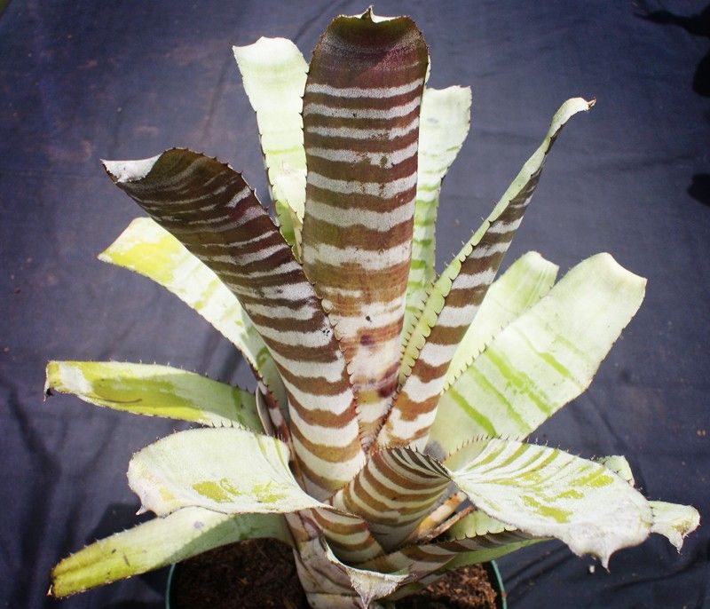 Bromeliad Aechmea Chantinii Black Plant Tropical Plants