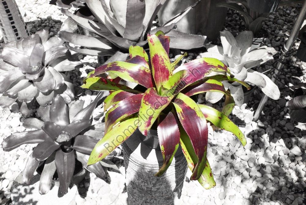 Bromeliad Plant Neoregelia PAINTED DELIGHT Bromeliads Plants