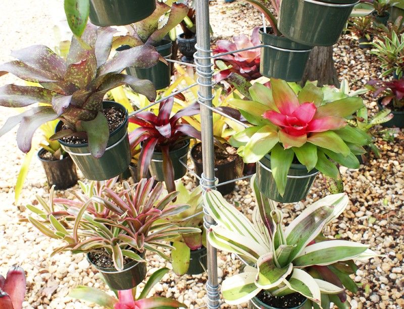 100 6 Azalea Plant Pot Vertical Pipe Bromeliad Hanger Orchid Flower 