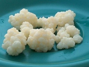 Milk Kefir Bulgaros Grains Probiotic Instructions