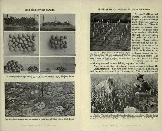 The Art of Plant Propagation Breeding Budding Grafting