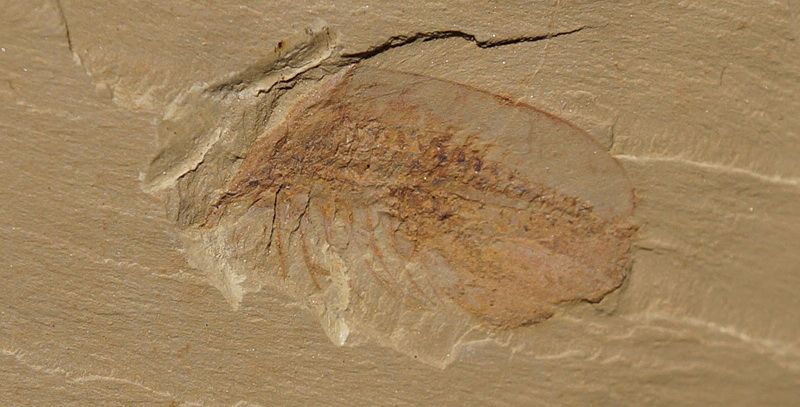   Misszhouia Chengjiang Soft Trilobite Early Cambrian 120328ZGNF