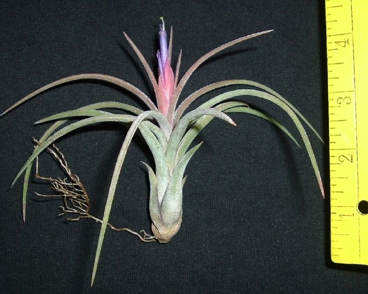 Califano Tillandsia Airplant Air Plant Sale in Hawaii