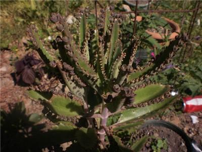 Mother of Millions, Alligator Plant, Kalanchoe daigremontiana. 10 