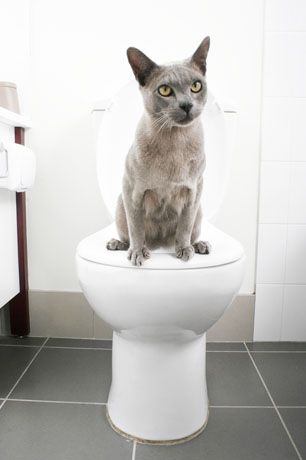 Litter Kwitter Cat Potty Training Toilet Box Quitter