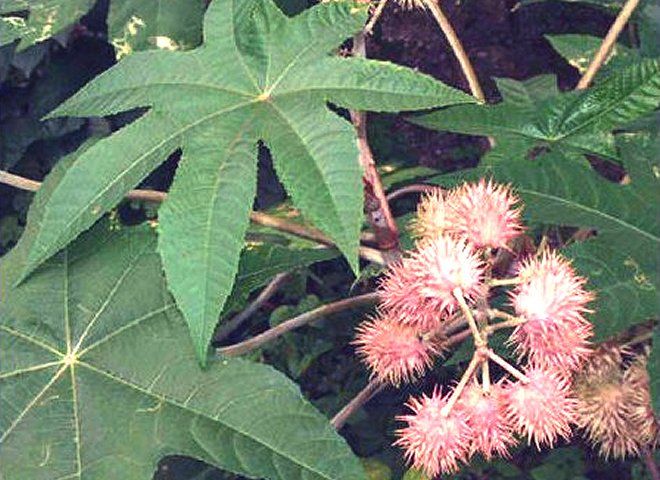 K080 100 Castor Bean Tree Seeds Fast Grow Exotic Tropical Plant 