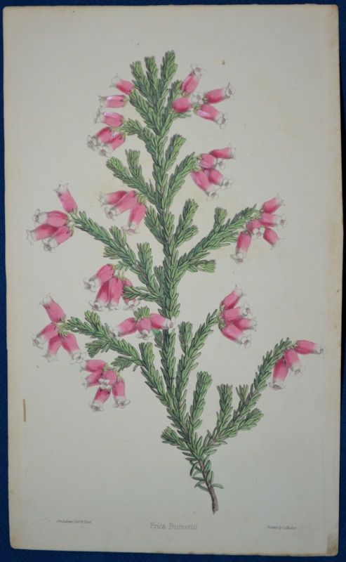 Erica   2 Hand Colored Botanical James Andrews Floral Magazine 1860 