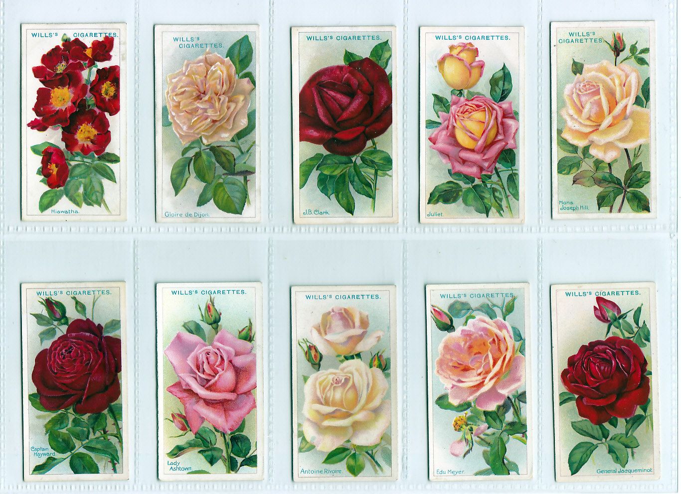 Complete Set of Fifty 99 Year Old Rose Painting Cards