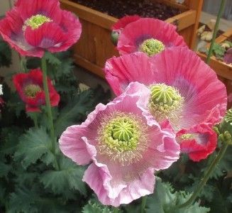 Poppy Hens and Chicks Unique Seed Heads 100 Seeds