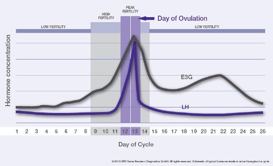 woman s 2 best days to conceive a baby