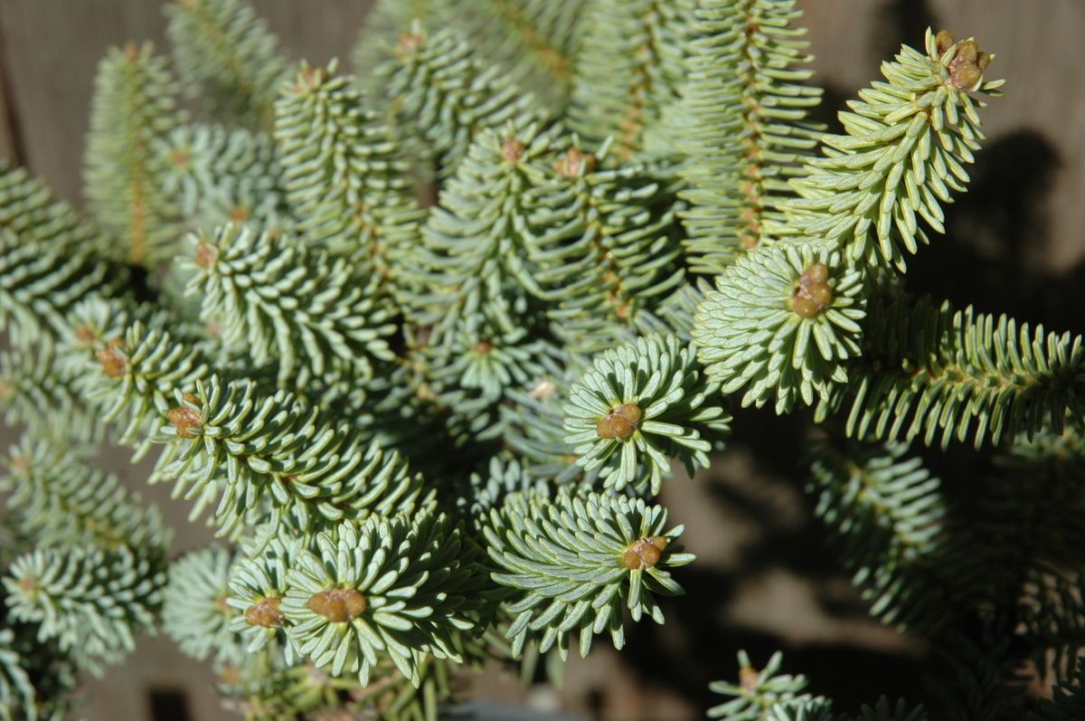 Abies Pinsapo Horstmann Spanish Pin Fir Dwarf Conifer