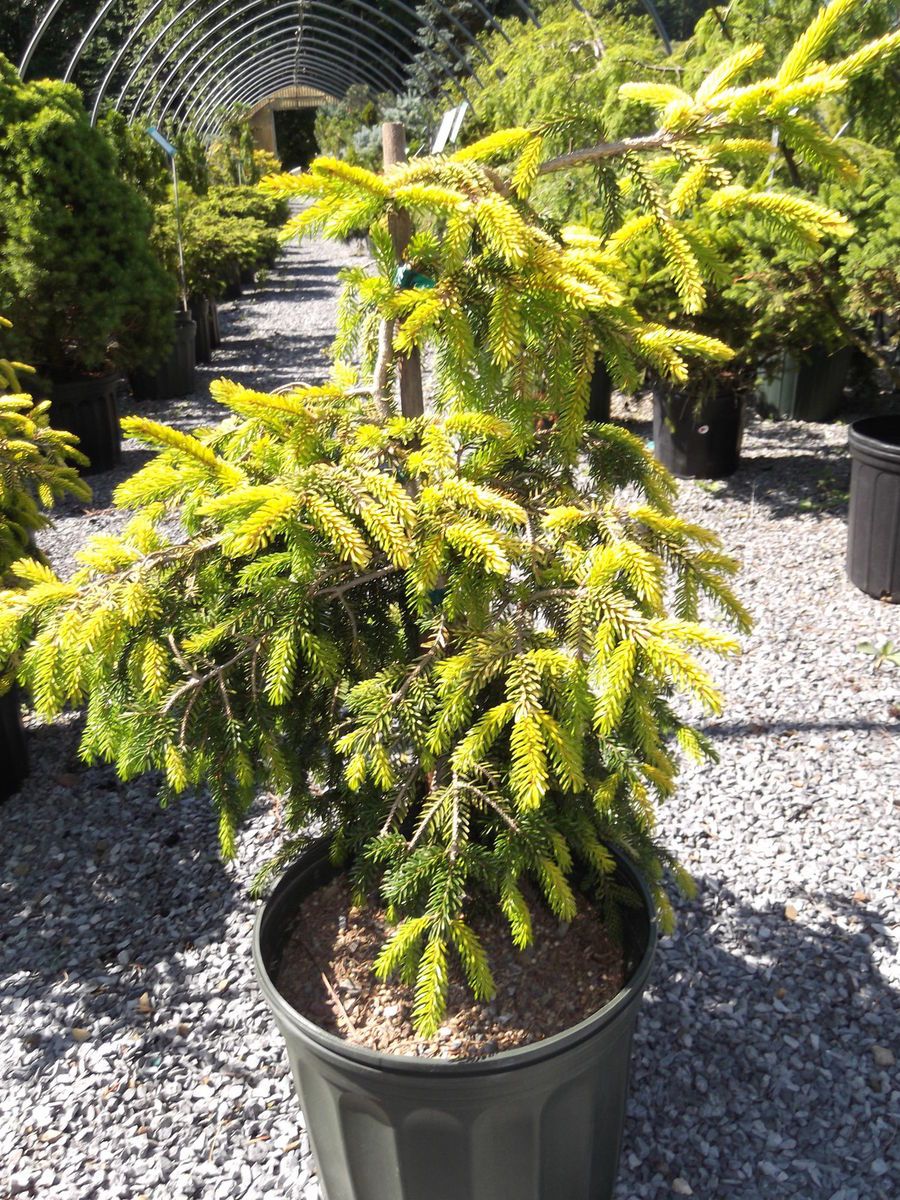 GOLDEN ORIENTAL SPRUCE CRIPPS GOLDEN HINOKI CYPRESS Trees Shrubs