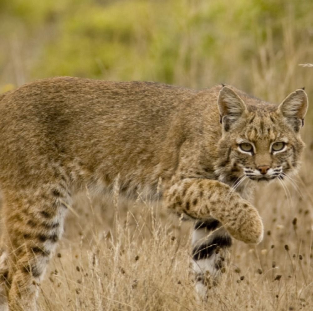  Bobcat Hunt So Texas 2 Nights Lodging Varmint Hunting Coyote Deer Hog