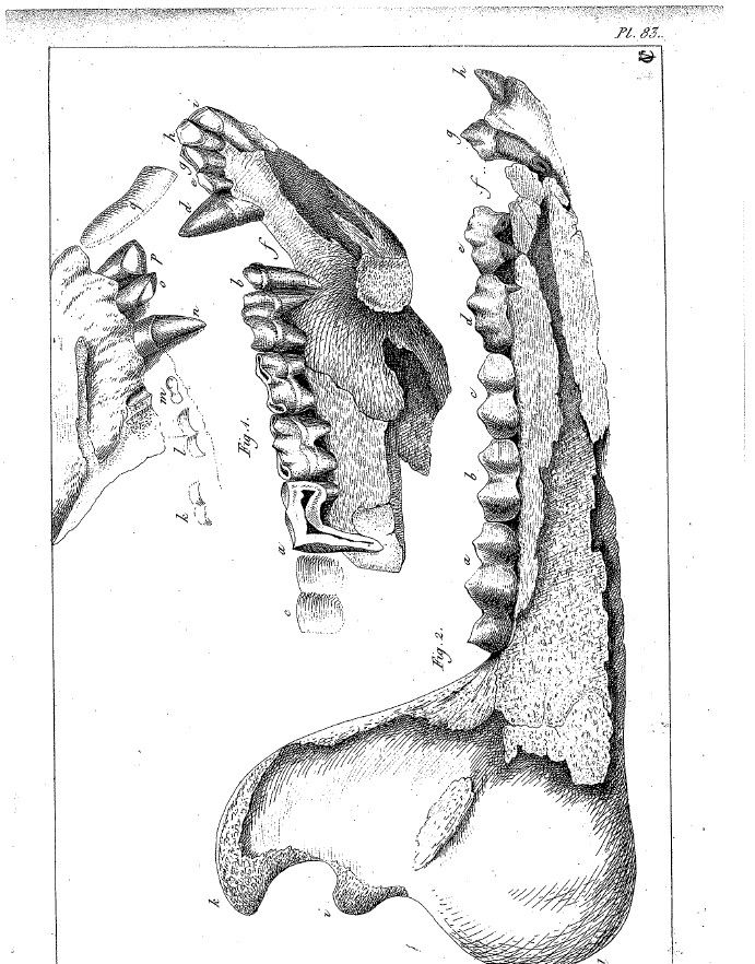 1836 GEORGES CUVIER ENGRAVING   Fossil Equid Horse   Plate #83