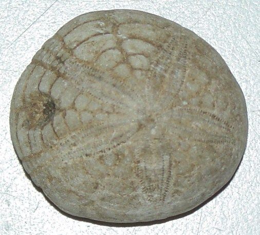 This is Nice PERFECT Cretaceous Echinoid ( Hardouinia bassleri