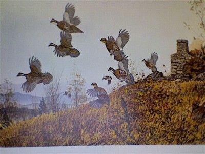 David Hagerbaumer Signed Limited Edition Print Quail